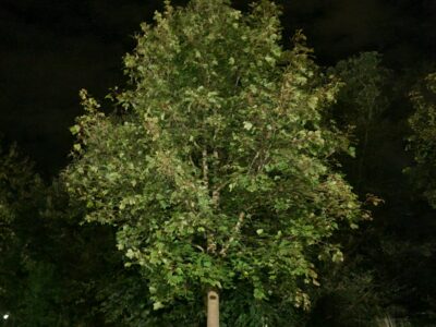 Allerlei