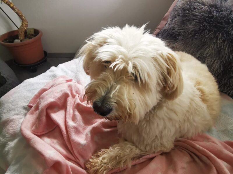 Suche Hundebetreuung