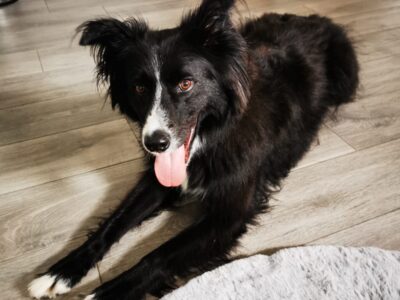 Suche Hundebetreuung