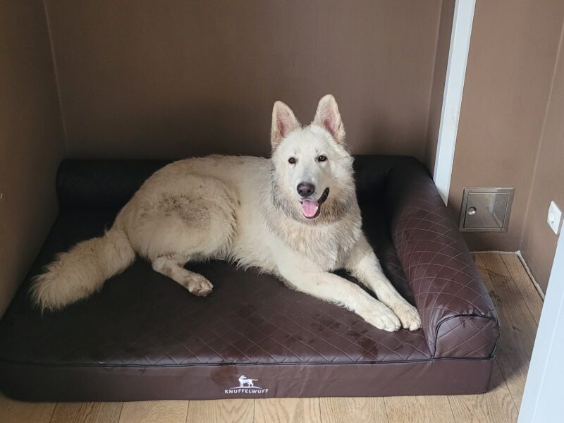 Hundesitting, Spaziergänger