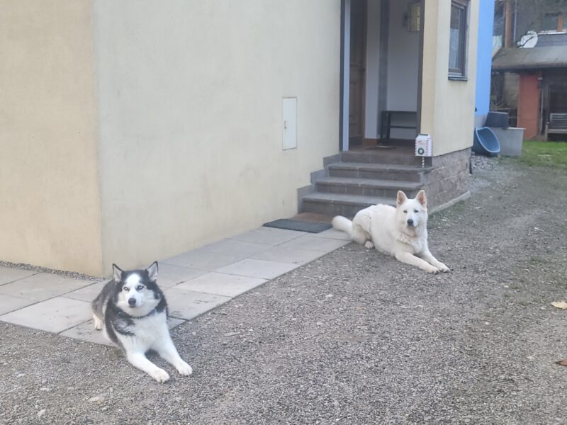 Hundesitting, Spaziergänger