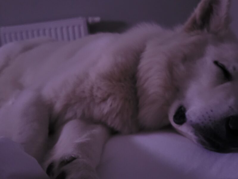 Hundesitting, Spaziergänger