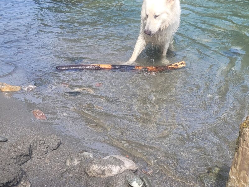 Hundesitting, Spaziergänger