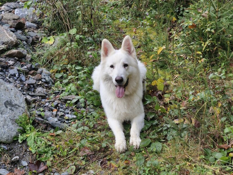Hundesitting, Spaziergänger