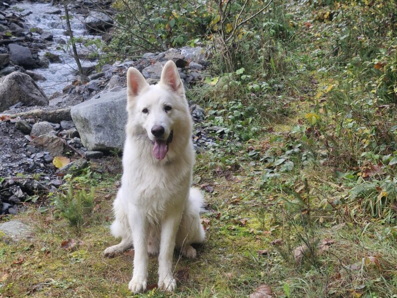 Hundesitting, Spaziergänger