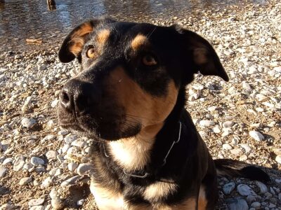 Hundebetreuung mit Erfahrung