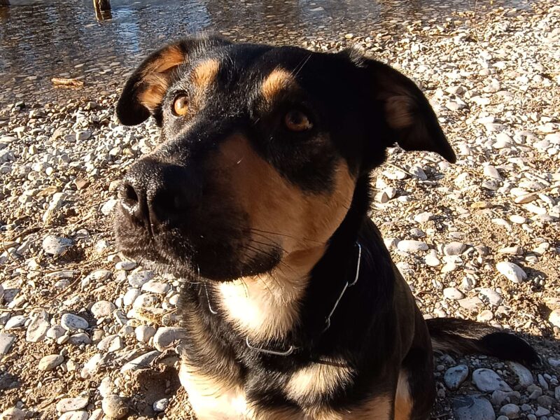 Hundebetreuung mit Erfahrung