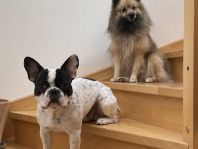 Ich suche einen Hundesitter