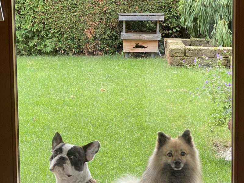 Ich suche einen Hundesitter